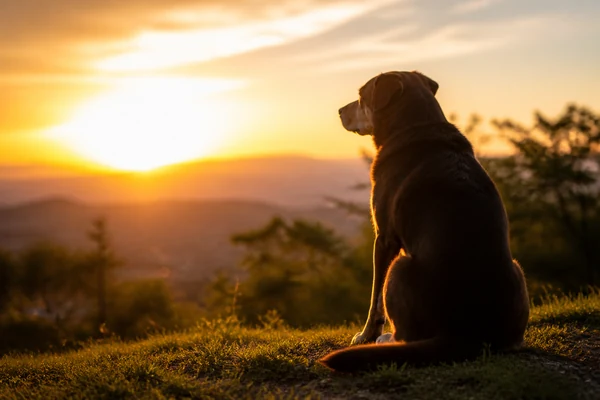 犬のシルエットと夕焼け空